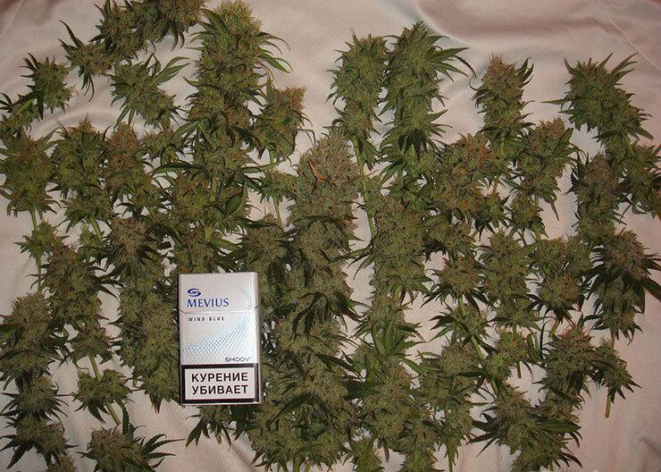 Сушить листья марихуаны картинка против наркотиков