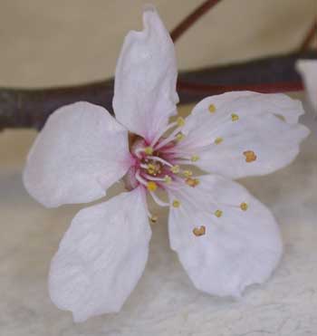 3floralvar-close up of cherry blossom