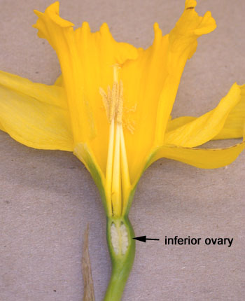 3floralvar-daffodil longitudinal section