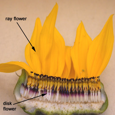 3floralvar-longitudinal section through sunflower inflorescence