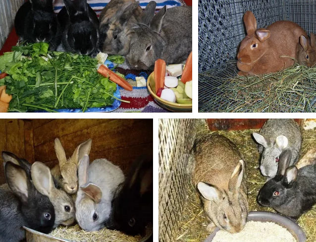 Можно давать кроликам деревья. Питание кроликов. Крупы для кроликов. Крупы для декоративных кроликов. Еда для кроликов домашних.