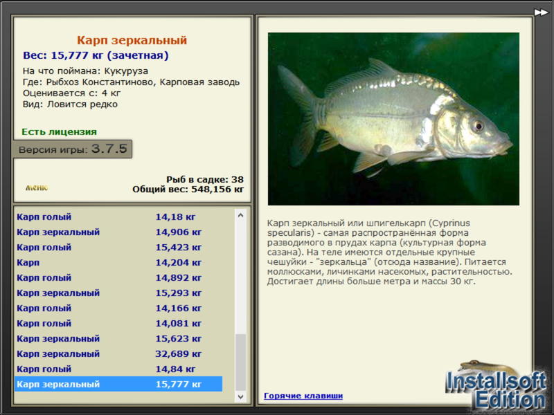 Карп как разводят. Зеркальный Карп вес. Карп зеркальный размер. Зеркальный Карп описание. Карп зеркальный классификация.