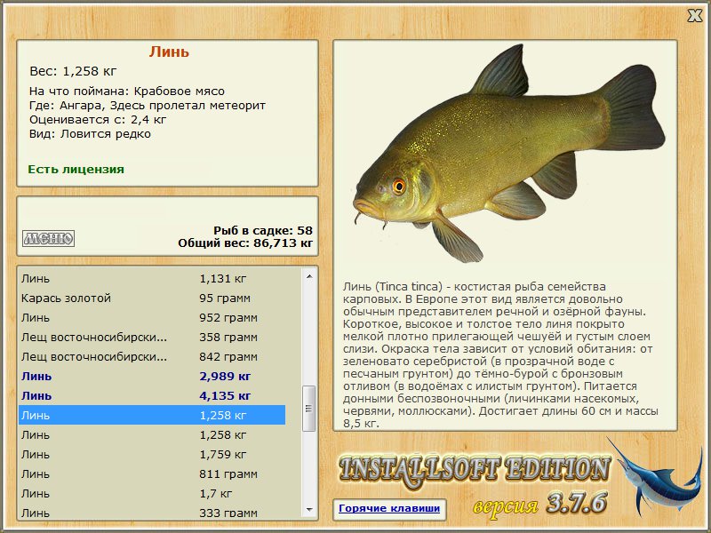 Максимальный вес рыб. Линь рыба. Максимальный размер линя рыбы. Рыба Линь максимальный вес. Линь максимальный вес.