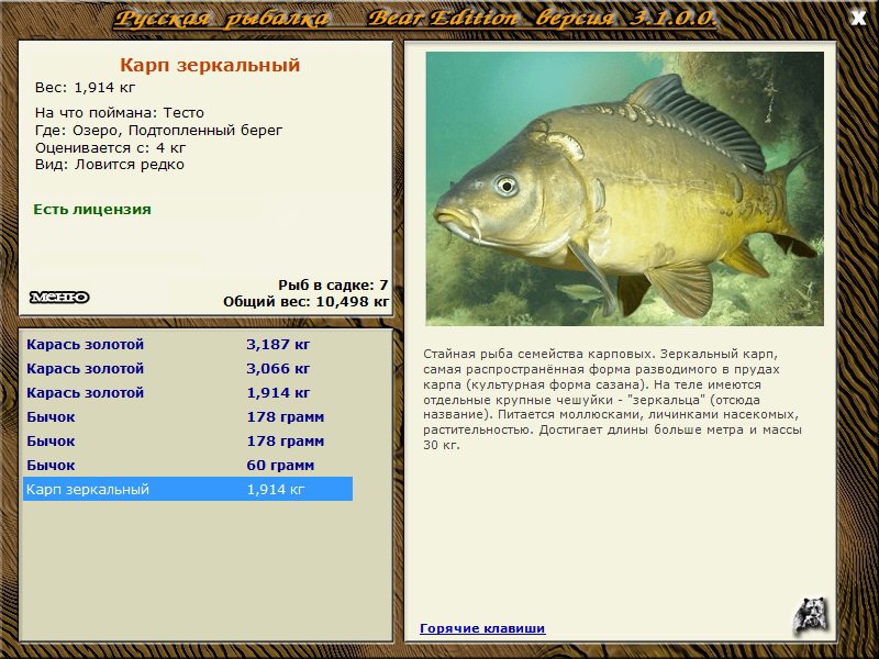 Сколько лет карпу. Карп зеркальный. Зеркальный Карп вес. Русская рыбалка 3 Ахтуба Карп зеркальный. Русская рыбалка 3 карпы.