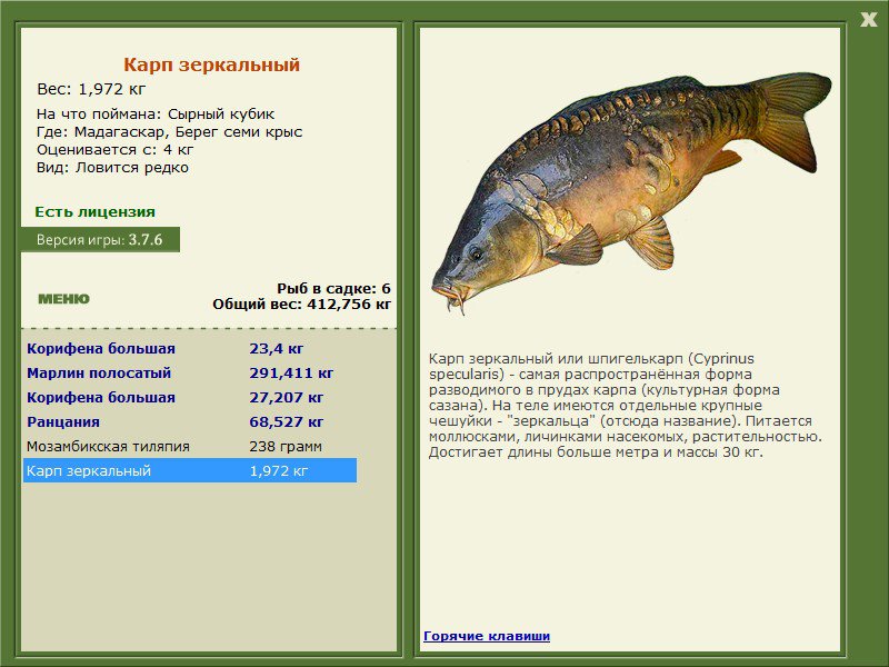 Организм карпа. Карп зеркальный классификация. Карп зеркальный систематика. Карп Размеры. Форма тела сазана.