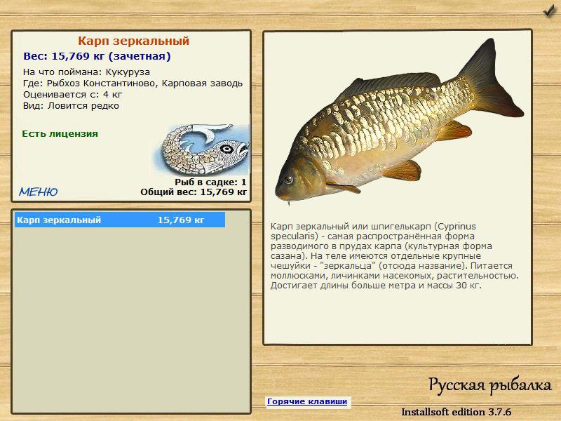Сколько лет карпу. Рацион зеркального карпа. Карп зеркальный классификация. Карпы зеркальные в пруду. Зеркальный Карп есть.