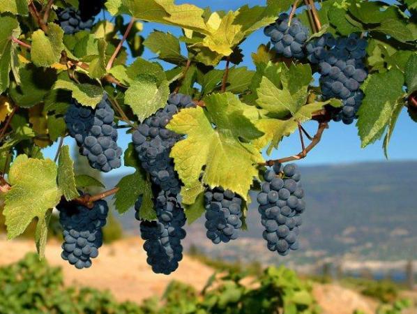 Безопасность вина Изабелла подтвердили международные эксперты