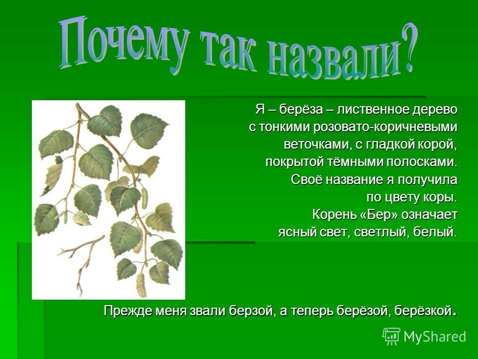 Почему именно так называется. Доклад про березу. Береза для презентации. Почему березу назвали березой. Доклад о дереве береза.