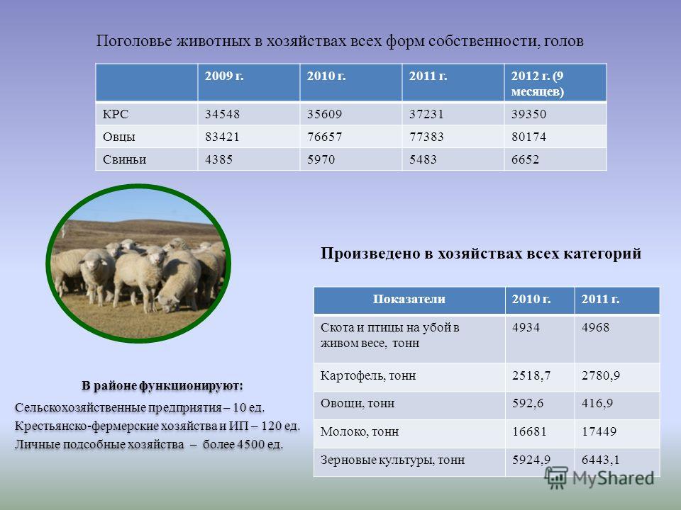 Живой вес овец. Поголовье крупного рогатого скота. Поголовье овец в России. Поголовье коров по странам.