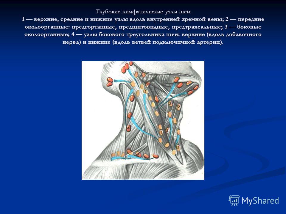 Группы лимфоузлов шеи схема