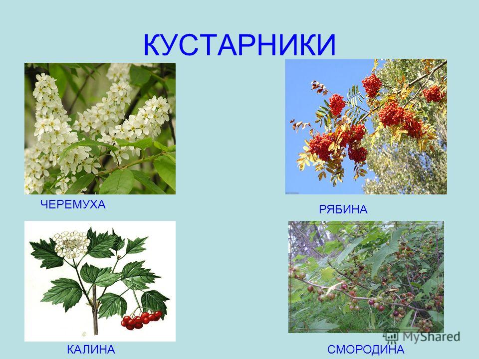 Ешьте кустарник