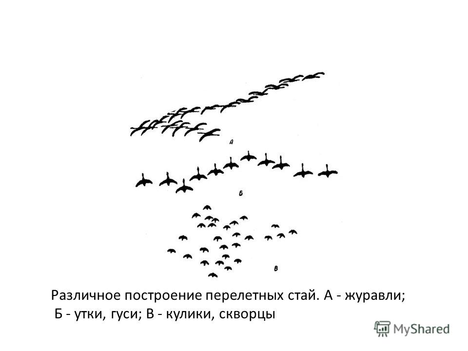 Скворцы улетают на зиму. Перелетные птицы задания для детей. Задания для детей по теме перелетные птицы. Перелетные птицы задания для дошкольников. Задания по теме перелётные птицы для дошкольников.