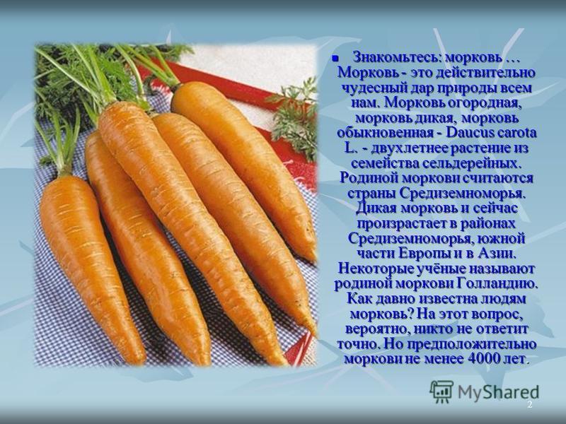 Морковь дикая купить. Картинка морковь с названием. Морковь обыкновенная. Морковь про морковь про. Описание моркови.