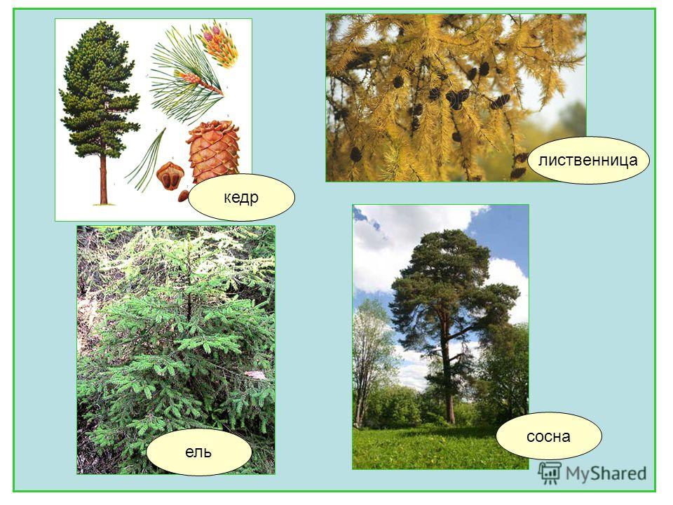 Хвойные лиственница сосна кедр. Ель пихта сосна кедр лиственница. Сосна кедр пихта лиственница. Ель сосна Кедровая сосна пихта лиственница. Хвойные ель сосна лиственница.