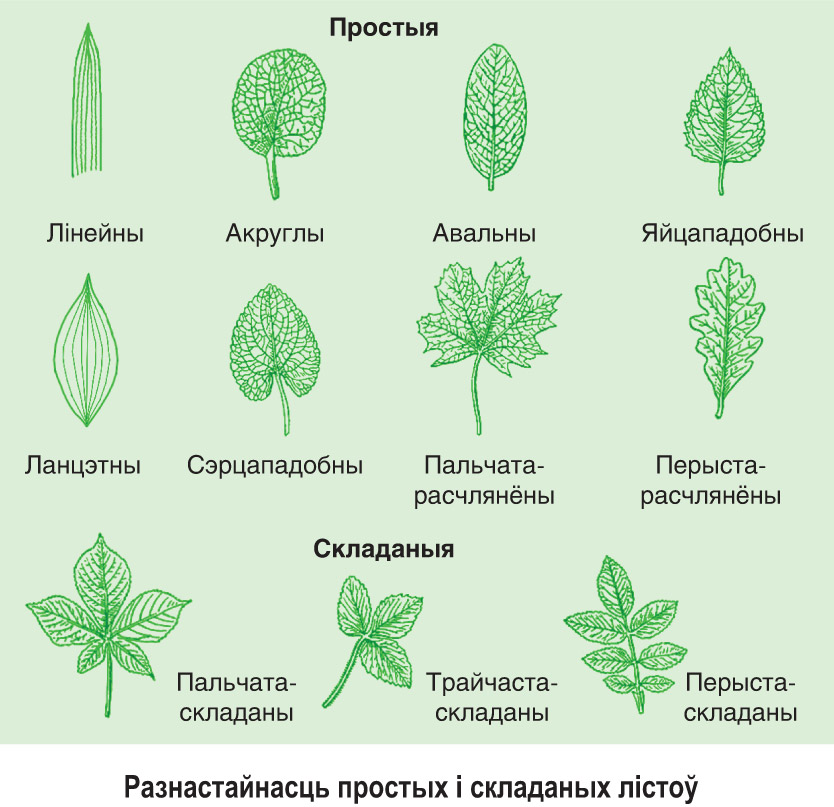 Типы строения листьев. Типы листовых пластинок простые и сложные. Типы листовых пластинок простые. Тип листовой пластинки сложного листа. Типы расчленения листовой пластинки простых и формы сложных листьев.