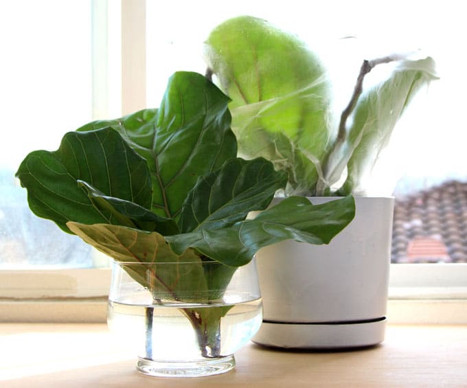 How to root Fiddle Leaf Fig from stem or leaf cuttings! Now you can have the one of the most gorgeous indoor plants and propagate it for every room! - A Piece Of Rainbow Blog