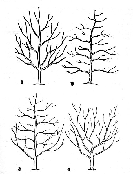 Обрезка яблони веретено схема