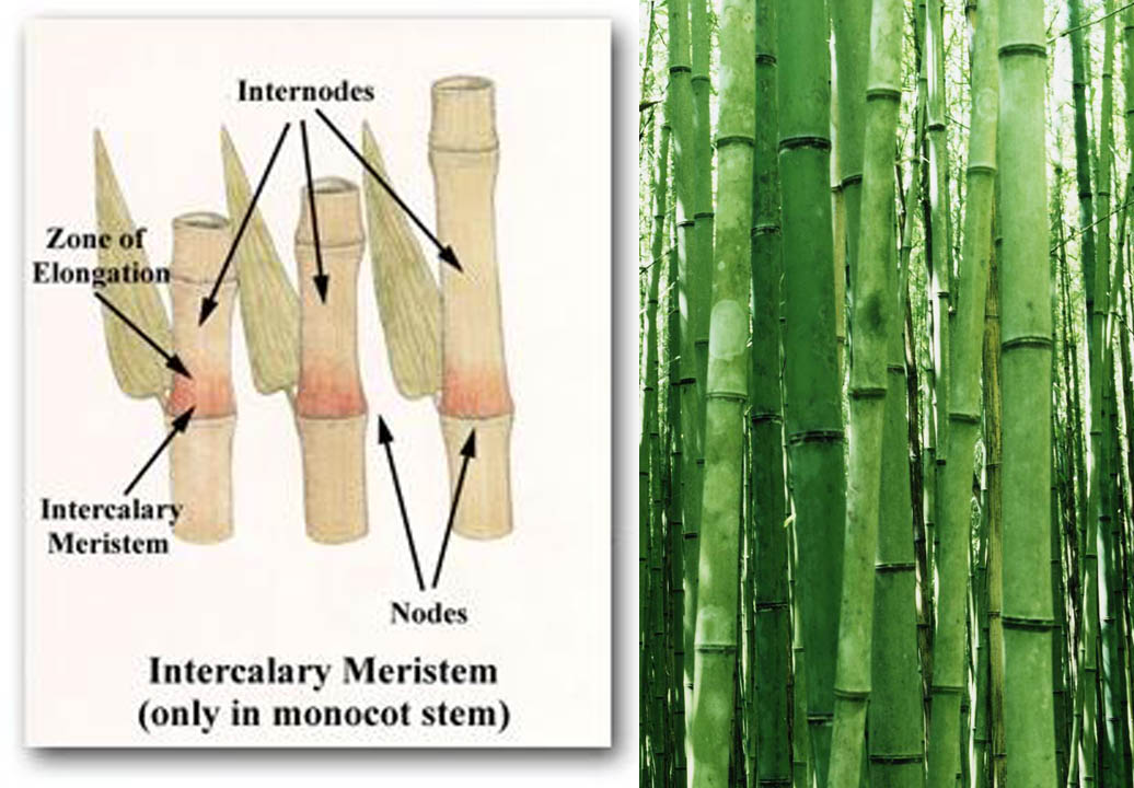 Строение бамбука. Вставочная меристема. Вставочная меристема у бамбука. Интеркалярная меристема.
