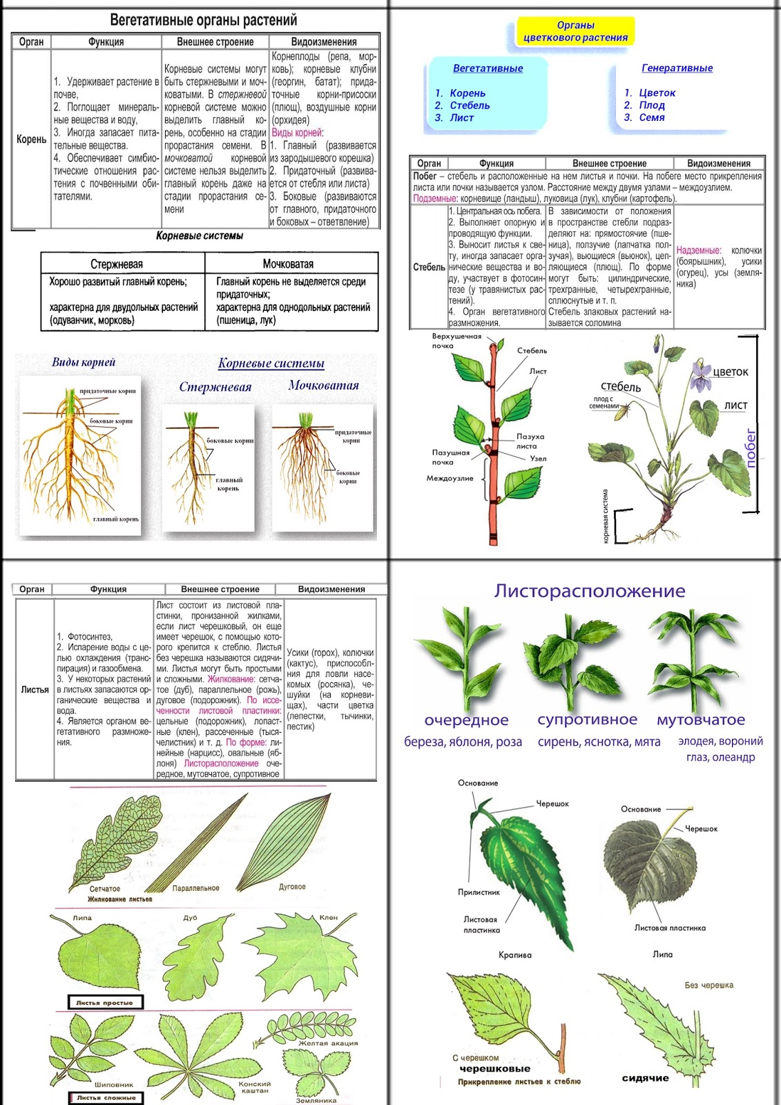 Вегетативные органы растений таб