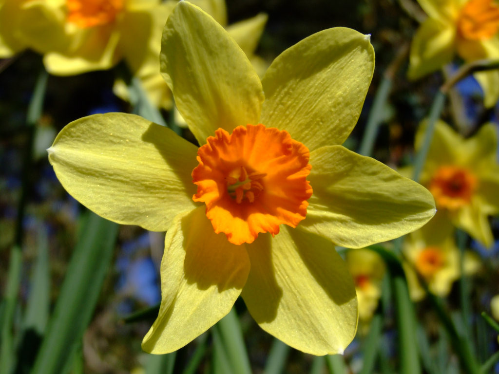 Daffodil symbol