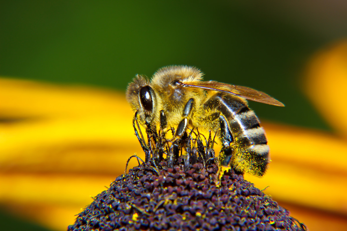 Фото с пчелами
