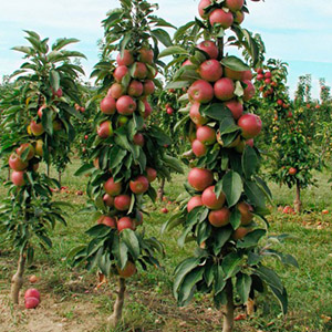 Сад колоновидных яблонь