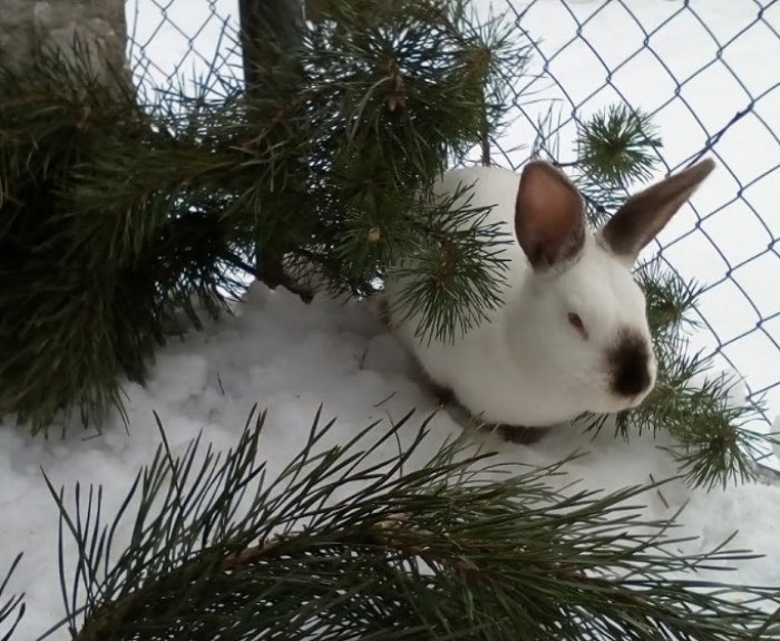 Кролики живут на улице. Кролики зимой на улице. Крольчатник зимний. Кролик зимой. Декоративный кролик зимой на улице.