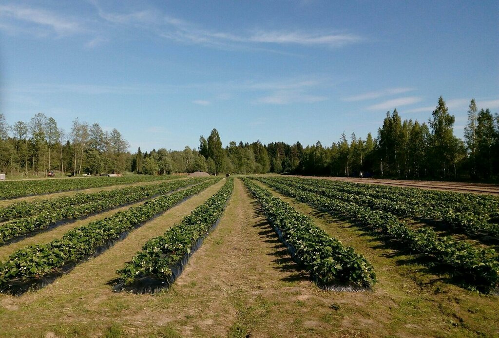 Земли лпх. Низино фермерское хозяйство. Олонец фермерское хозяйство. Деревня Кисловка фермерское хозяйство завод фермерский. Фермерское хозяйство Ольховка.