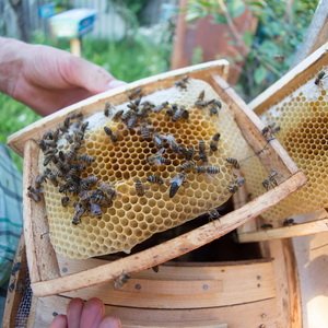 Как развести пасеку: требования к пчелиным семьям