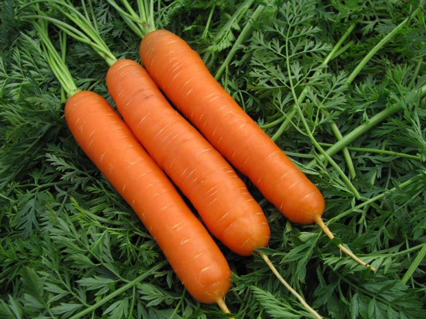 Урожай моркови фото