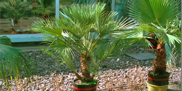 Домашние пальмы: хамеропс приземистый 