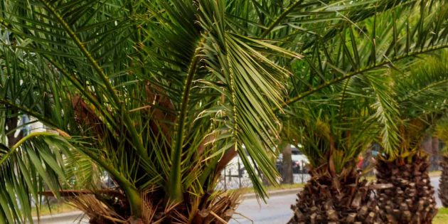 Домашние пальмы: финик Робелена