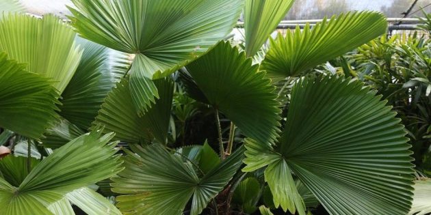 Домашние пальмы: ликуала щитовидная