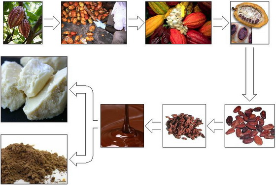 Из чего делают шоколад. Процесс приготовления шоколада из какао бобов. Из чего делается шоколад картинки. Из чегоо делают ШИКОЛАД. Из чего делается шоколад.