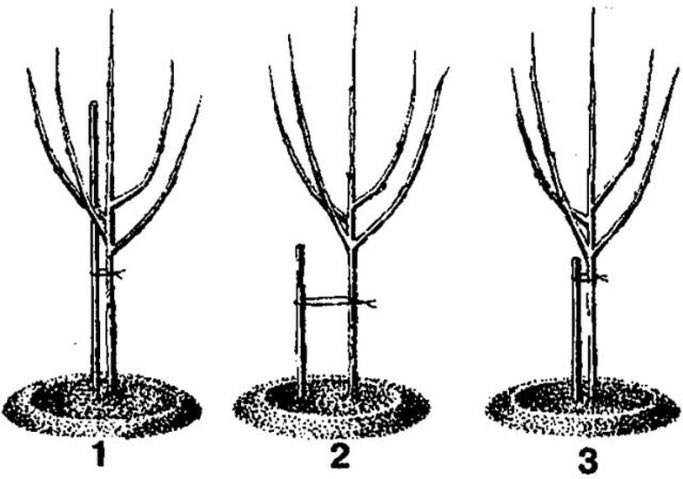 Чтобы зафиксировать посаженное растение в яме, следует выполнить мягкую подвязку стволовой части к установленному в яме колышку