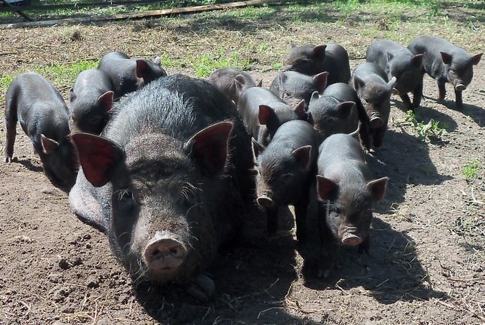 Свиноматки вьетнамской породы обладают сильным материнским инстинктом и очень трепетно ухаживают за своим потомством