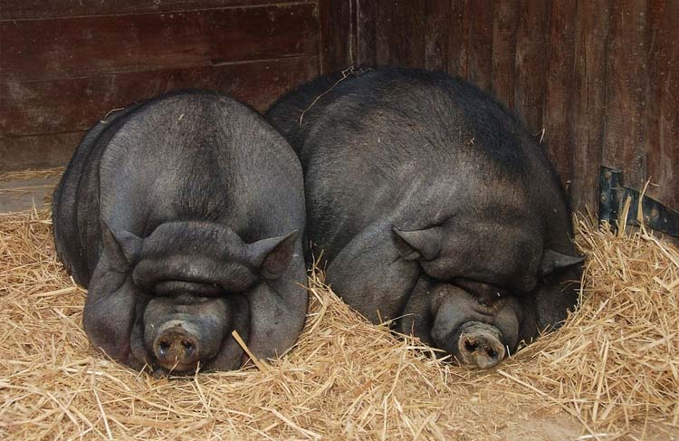 Вьетнамские свиньи хорошо переносят зимний период