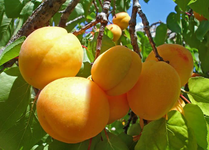 При выращивании плодовой культуры в регионах с суровыми зимами рекомендуется отдать предпочтение посадке наиболее морозоустойчивых районированных сортов абрикоса