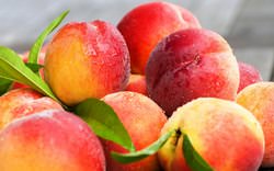 Сорт нектарина или персика для Подмосковья подобрать не слишком сложно