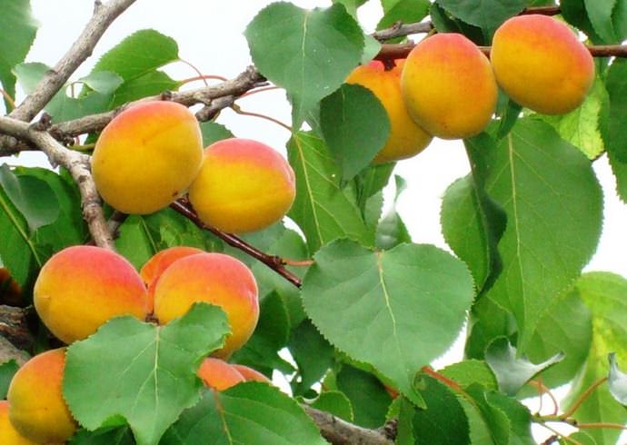 Выращивание абрикоса Восторг в условиях любительского приусадебного садоводства предполагает грамотный выбор участка и качественную подготовку его к посадке
