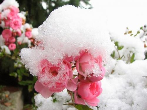 Какую температуру выдерживают розы без укрытия осенью. Сколько градусов мороза выдерживают незакрытые розы 01