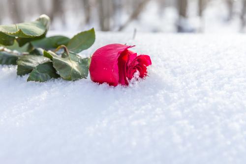 Какие морозы не страшны розам. Какой мороз выдерживают розы?