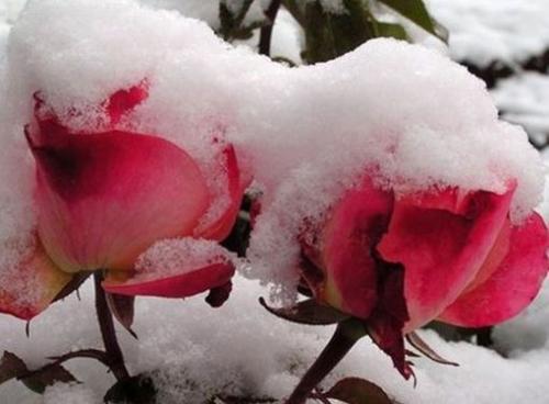 Какую минусовую температуру выдерживают розы. Сколько градусов мороза выдерживают незакрытые розы