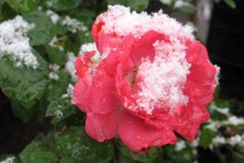 Какую минусовую температуру выдерживают розы. Сколько градусов мороза выдерживают незакрытые розы 06