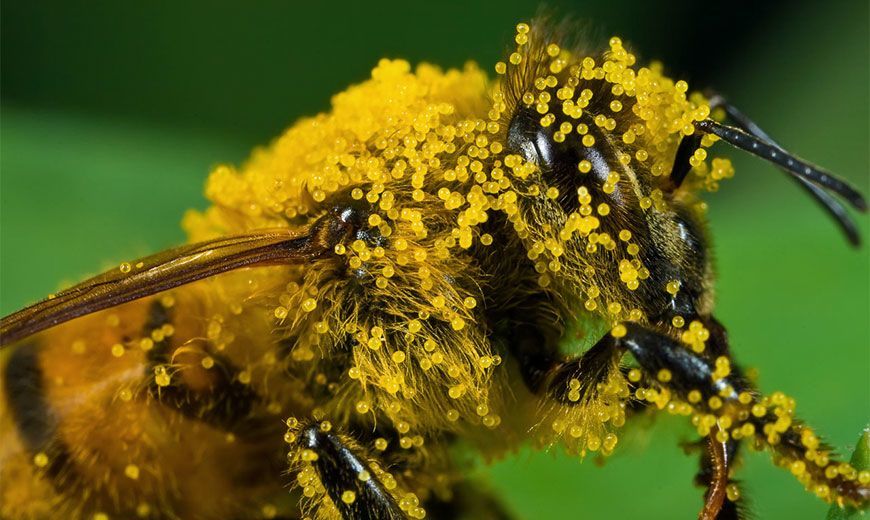 Цветочная пыльца пчел