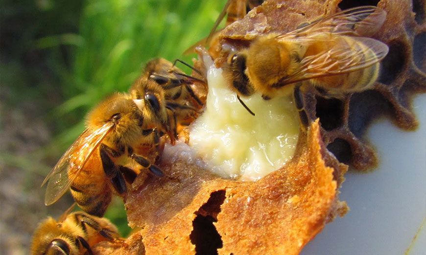 Пчелиное лакомство