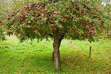 Раскидистая яблоня
