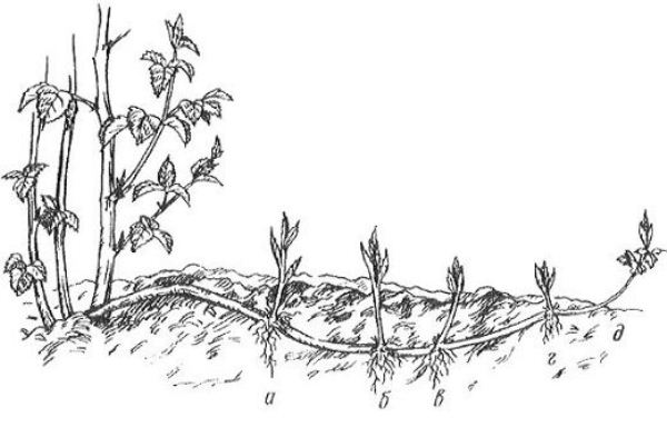 Размножение растения корневыми отпрысками