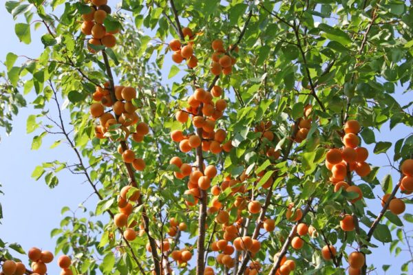 Взрослое дерево абрикоса с плодами