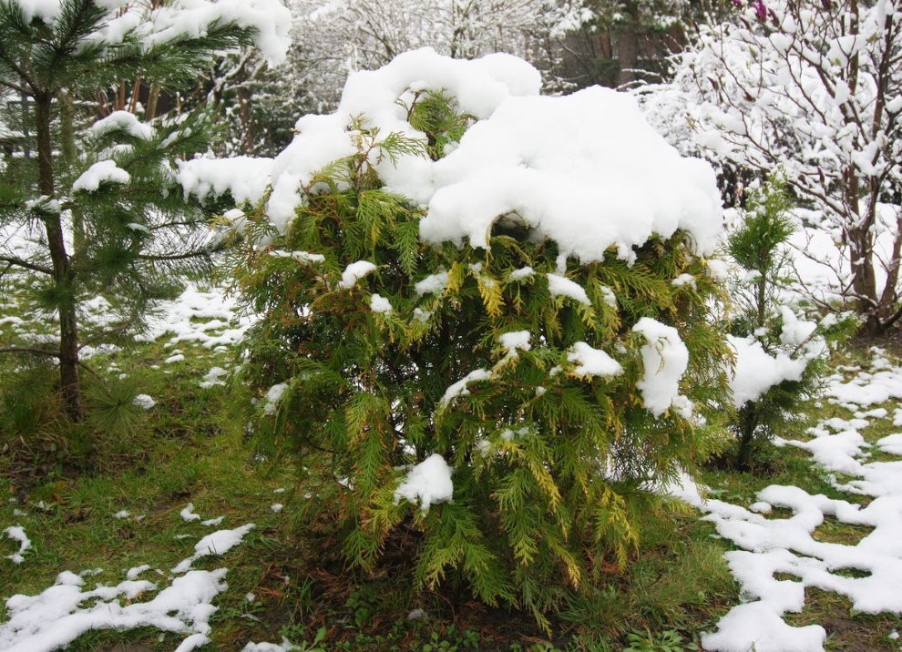 Белый снег на зеленой макушки садовой туи
